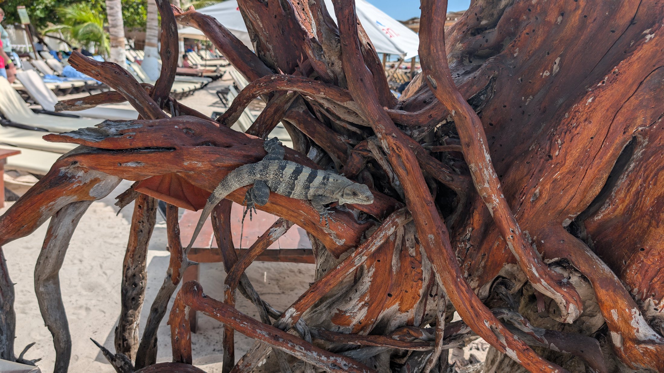 Weathered driftwood near the coast