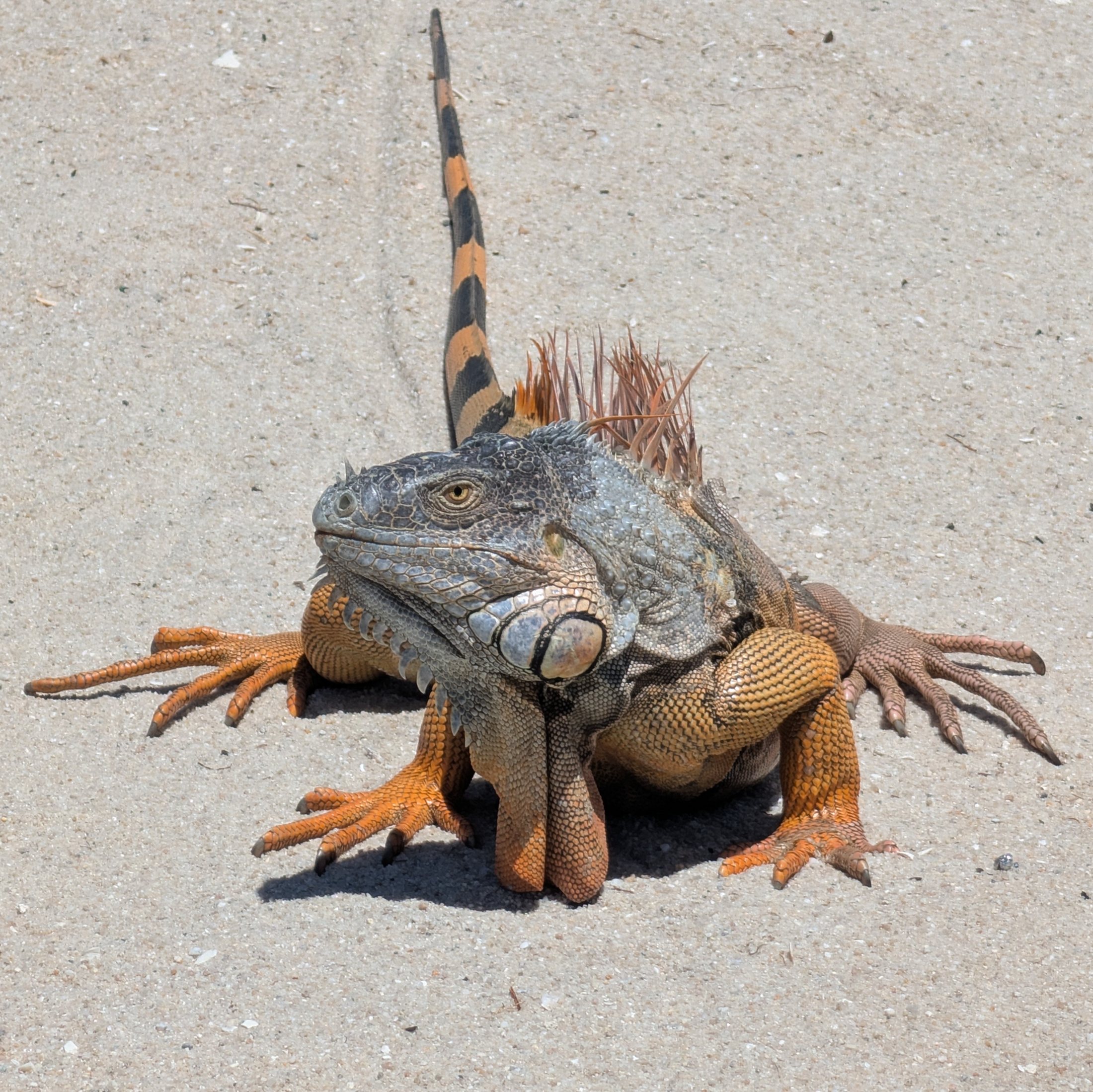 Large iguana standing on sandy ground