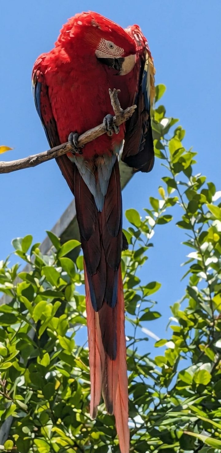 Red macaw perched against a blue sky