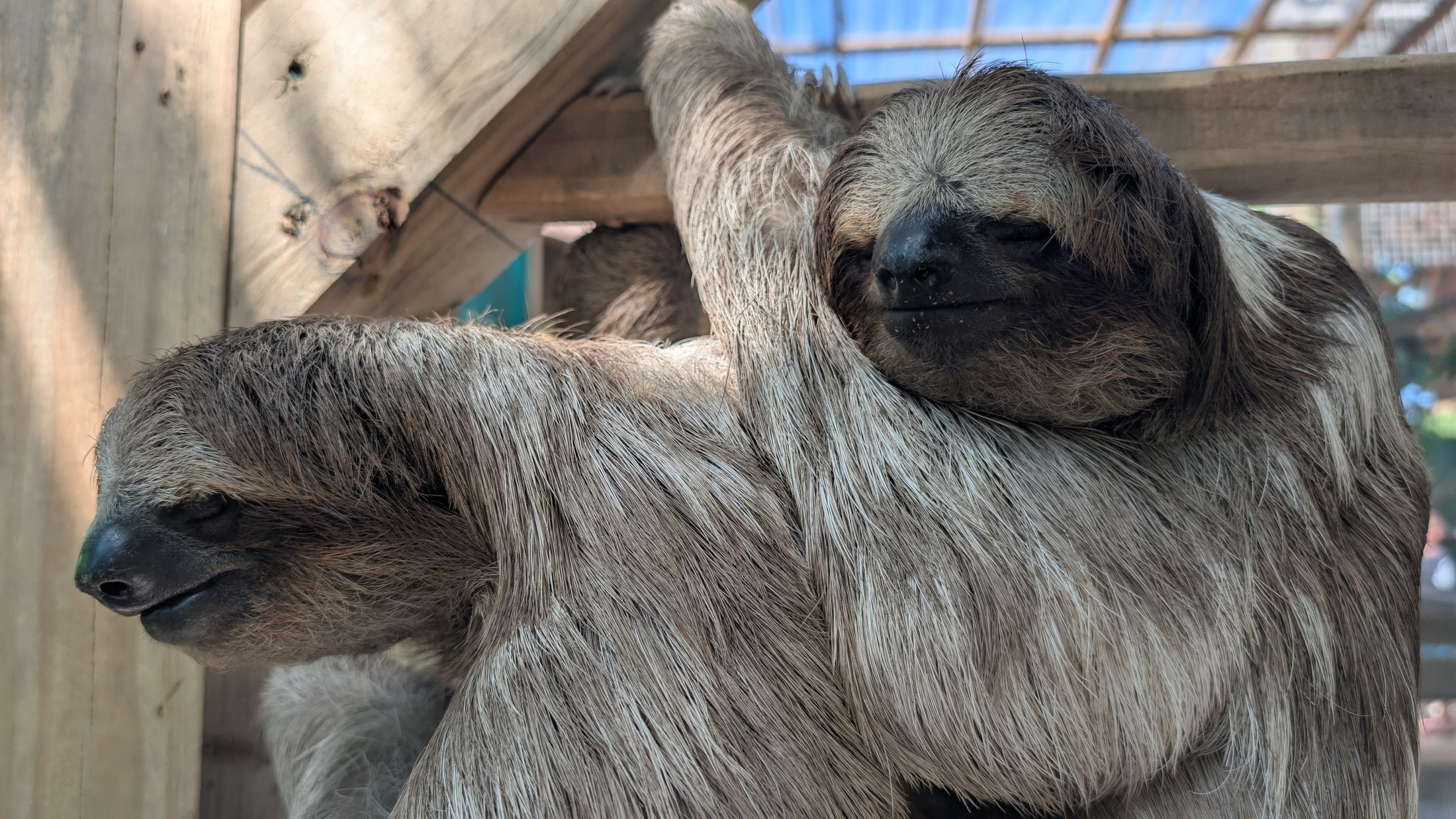 Two sloths together