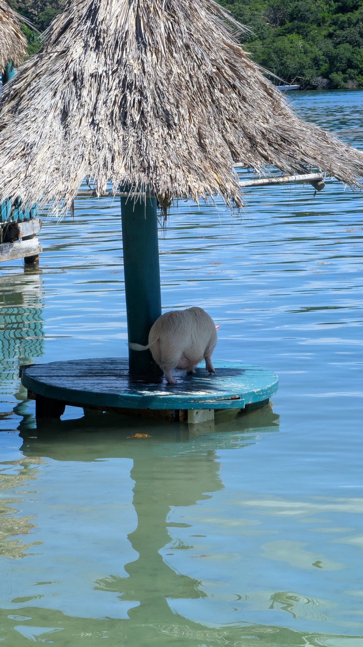 Tropical water beside a thatched shade structure