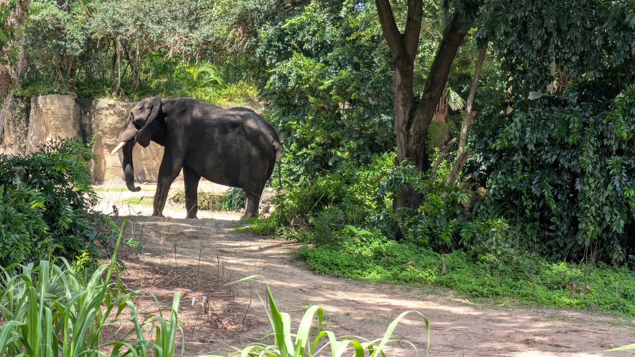 Elephant at Animal Kingdom