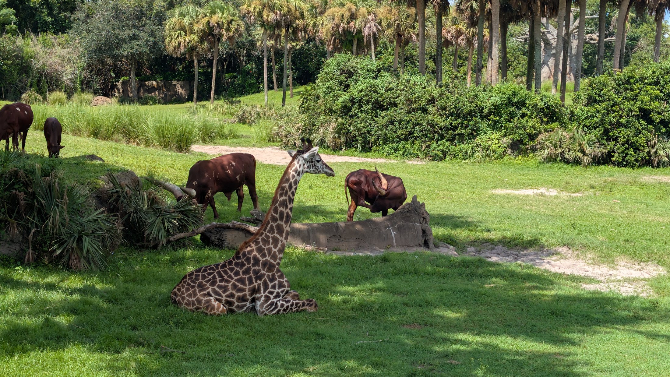 Giraffe at Animal Kingdom