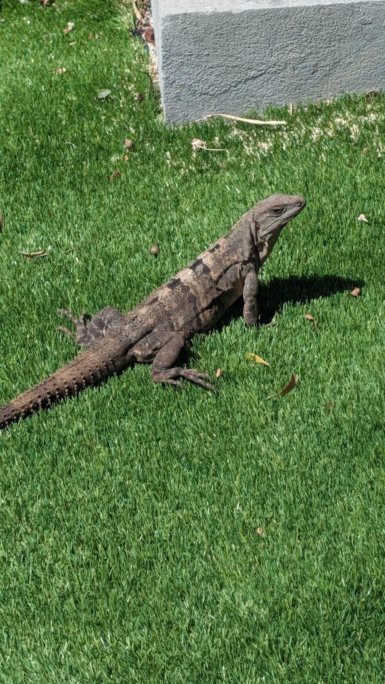 Iguana on the island